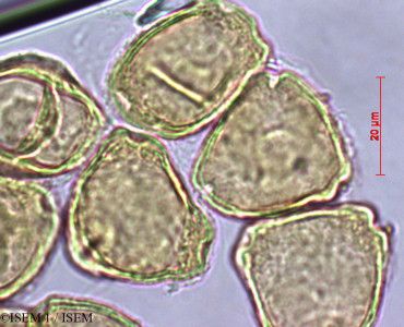 Casuarina nobilis - lame n° 27988